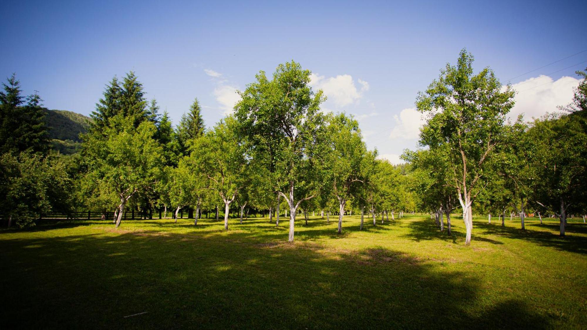 Ethno Village Stitarica Mojkovac Exteriör bild